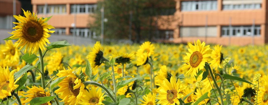 Sonnenblumenfeld_Schule